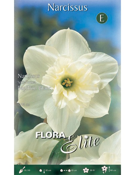 Bulbi di Narciso 'Split-Corona Papillon': Eleganza Bianca