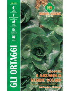 SEMI CICORIA A GRUMOLO VERDE SCURO