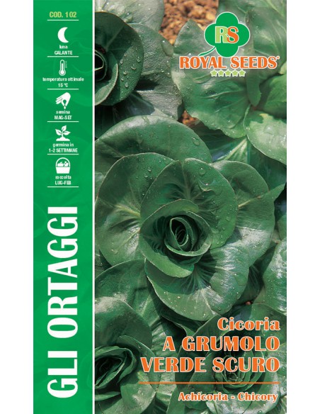 CICORIA A GRUMOLO VERDE SCURO MAXI