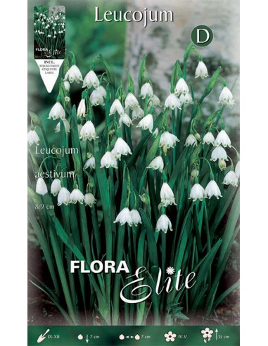 Bulbi di Leucojum Aestivum: Eleganza dei Fiori a Campanella