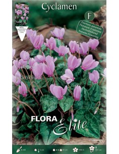 Bulbi di Ciclamino Hederifolium: Eleganza Autunnale