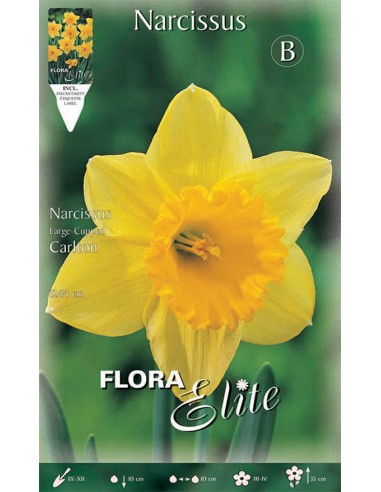 Bulbi di Narciso 'Large -Cupped Carlton': Fiori Profumati