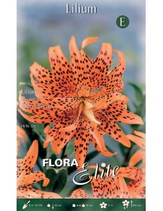Bulbi di Lilium Lancifolium Flore Pleno: Gigli Tigrati Doppi