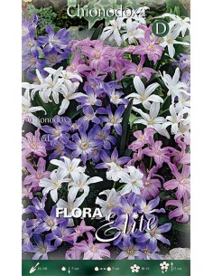 Bulbi di Chionodoxa Mixed: Colori Primaverili e Delicatezza