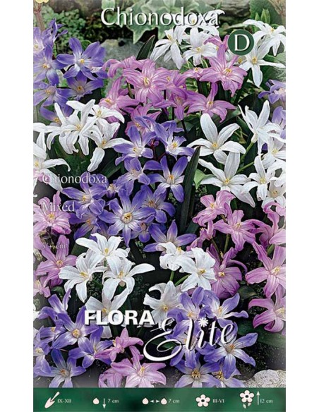 Bulbi di Chionodoxa Mixed: Colori Primaverili e Delicatezza
