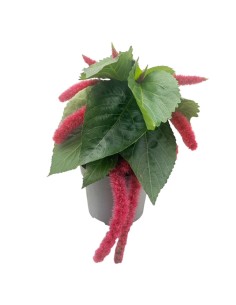 Acalypha Hispida: guida per coltivare la tua Coda di Gatto!