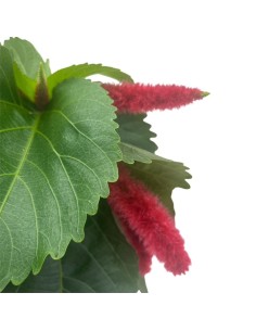 Acalypha Hispida: guida per coltivare la tua Coda di Gatto! 2