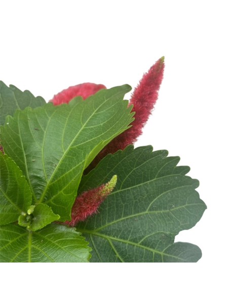 Acalypha Hispida: guida per coltivare la tua Coda di Gatto!