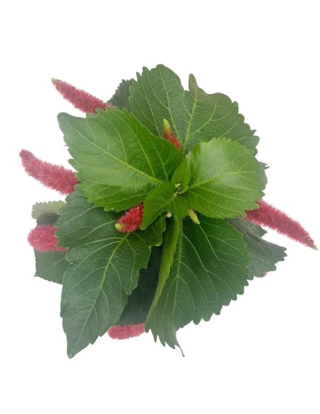 Acalypha Hispida: guida per coltivare la tua Coda di Gatto!