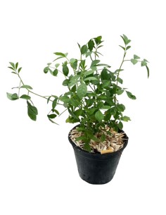 Pianta di Liquirizia Vera Glycyrrhiza Glabra in Vaso 12 cm