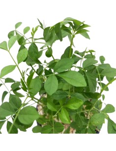 Pianta di Liquirizia Vera Glycyrrhiza Glabra in Vaso 12 cm 2