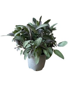 Pianta di Salvia Color Vaso 14 cm | Aromatica da Orto e Casa