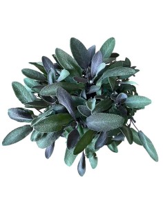 Pianta di Salvia Color Vaso 14 cm | Aromatica da Orto e Casa 2