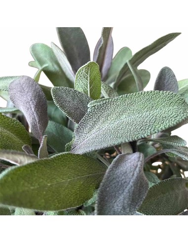 Pianta di Salvia Color Vaso 14 cm | Aromatica da Orto e Casa
