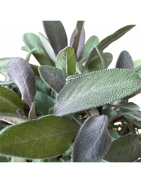 Pianta di Salvia Color Vaso 14 cm | Aromatica da Orto e Casa
