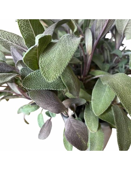 Pianta di Salvia Color Vaso 14 cm | Aromatica da Orto e Casa