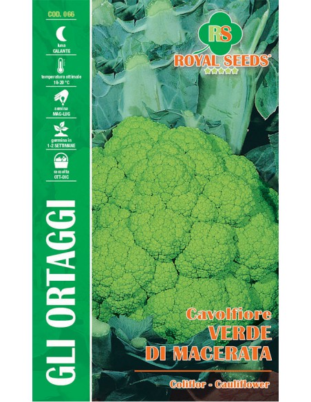 CAVOLFIORE VERDE DI MACERATA MAXI