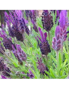 LAVANDA "STOECHAS" diametro vaso 14 cm