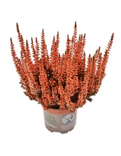 Erica Calluna Picasso Vaso 9,5 cm: Colori Unici e Brillanti