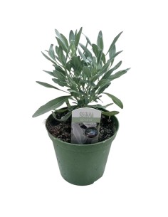 Salvia Apiana Sacra in Vaso 14 cm: Pianta per Purificazione