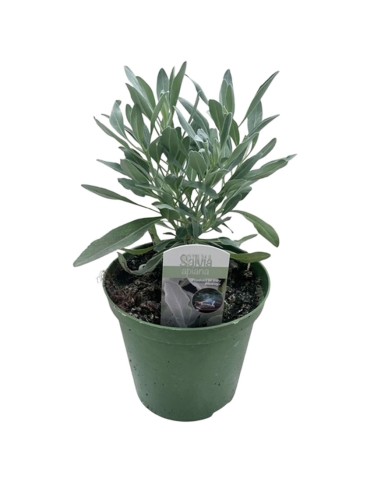Salvia Apiana Sacra in Vaso 14 cm: Pianta per Purificazione