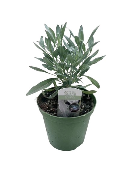 Salvia Apiana Sacra in Vaso 14 cm: Pianta per Purificazione