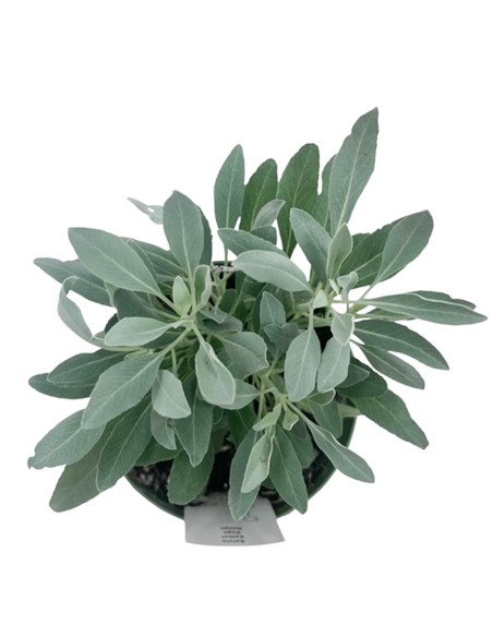 Salvia Apiana Sacra in Vaso 14 cm: Pianta per Purificazione