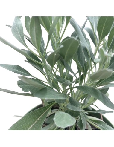 Salvia Apiana Sacra in Vaso 14 cm: Pianta per Purificazione