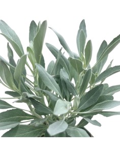 Salvia Apiana Sacra in Vaso 14 cm: Pianta per Purificazione 2