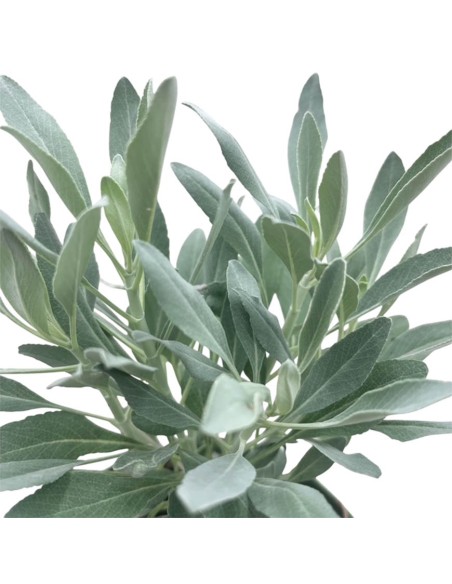 Salvia Apiana Sacra in Vaso 14 cm: Pianta per Purificazione