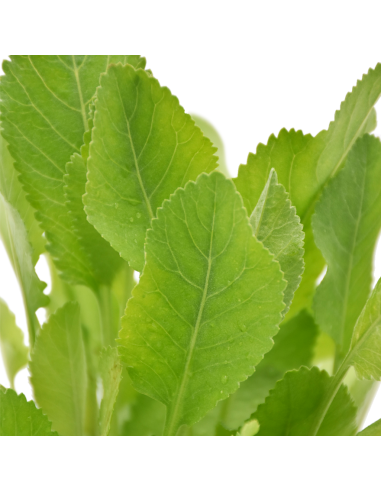 Erba di San Pietro in Vaso: l'Antico Aroma della Tradizione