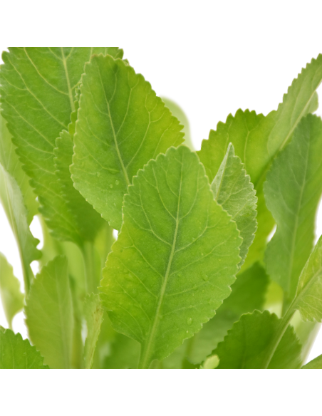 Erba di San Pietro in Vaso: l'Antico Aroma della Tradizione