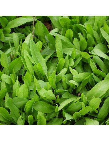 Erba di San Pietro in Vaso: l'Antico Aroma della Tradizione