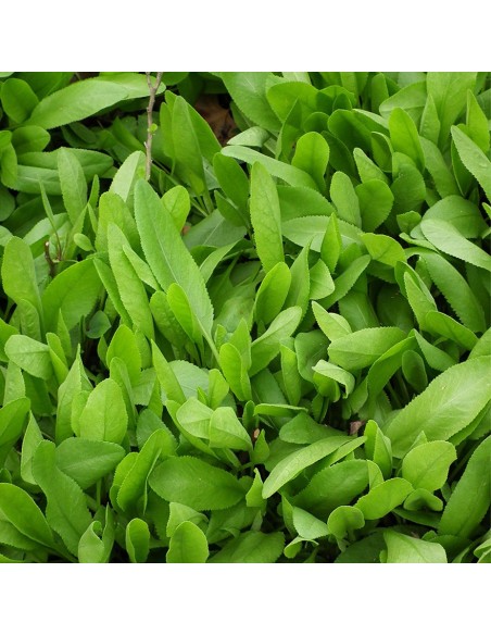 Erba di San Pietro in Vaso: l'Antico Aroma della Tradizione