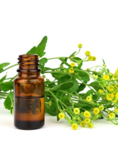 Erba di San Pietro in Vaso: l'Antico Aroma della Tradizione