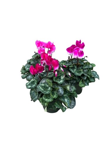 Vaso di Ciclamino Indiaca Colori Assortiti: Cura e Consigli