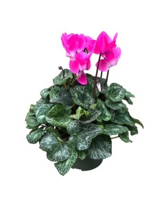 Vaso di Ciclamino Indiaca Colori Assortiti: Cura e Consigli 2