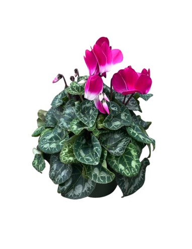 Vaso di Ciclamino Indiaca Colori Assortiti: Cura e Consigli