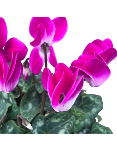 Vaso di Ciclamino Indiaca Colori Assortiti: Cura e Consigli