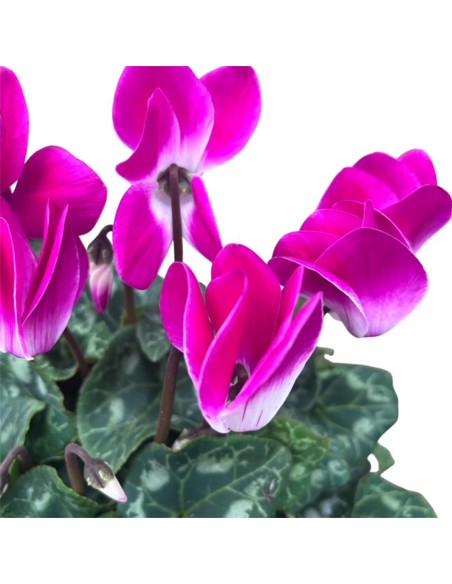 Vaso di Ciclamino Indiaca Colori Assortiti: Cura e Consigli