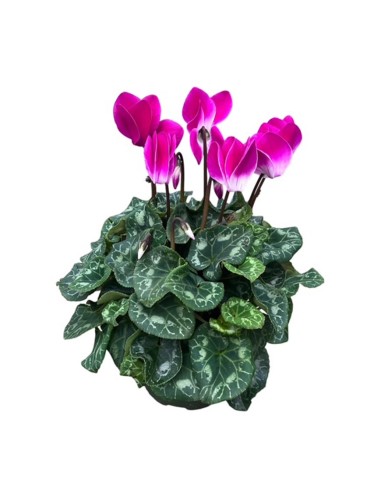 Vaso di Ciclamino Indiaca Colori Assortiti: Cura e Consigli