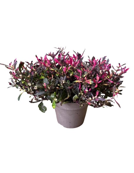 Alternanthera Bettzickiana Rosa: Guida Cura e Coltivazione