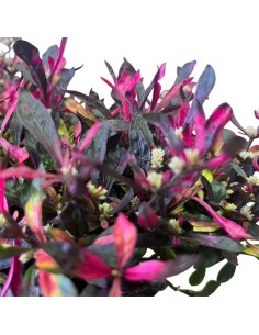Alternanthera Bettzickiana Rosa: Guida Cura e Coltivazione 2
