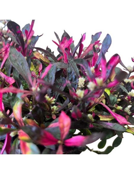 Alternanthera Bettzickiana Rosa: Guida Cura e Coltivazione