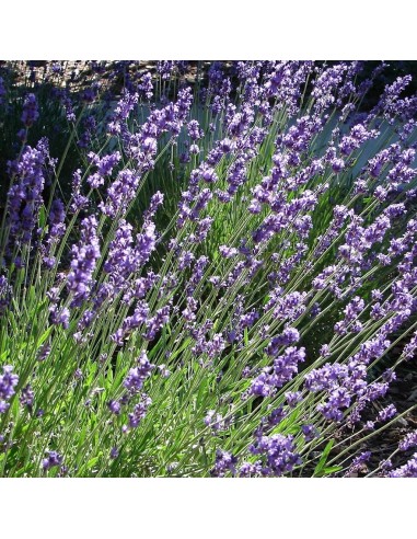 LAVANDA "GROSSO" diametro vaso 14 cm