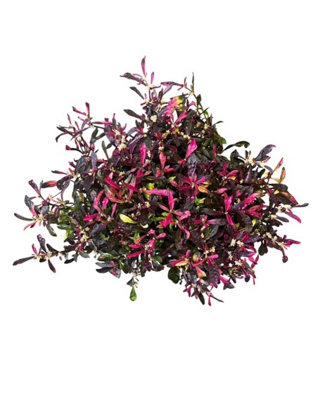 Alternanthera Bettzickiana Rosa: Guida Cura e Coltivazione