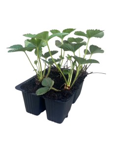 Fragola Rifiorente Malga Pack 4 Piantine: Cura, Coltivazione