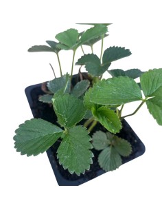 Fragola Rifiorente Malga Pack 4 Piantine: Cura, Coltivazione 2