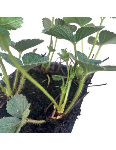 Fragola Rifiorente Malga Pack 4 Piantine: Cura, Coltivazione