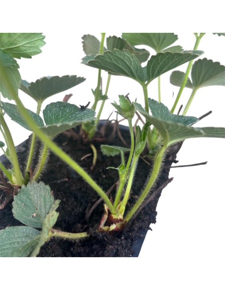 Fragola Rifiorente Malga Pack 4 Piantine: Cura, Coltivazione
